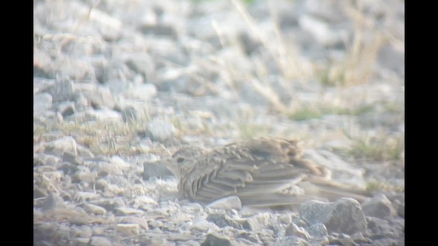 Eurasian Skylark - ML594872211