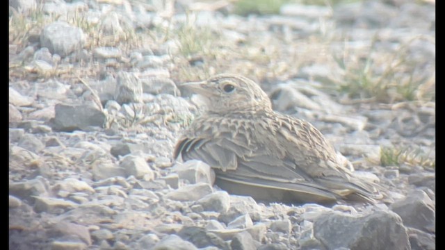 Eurasian Skylark - ML594872221