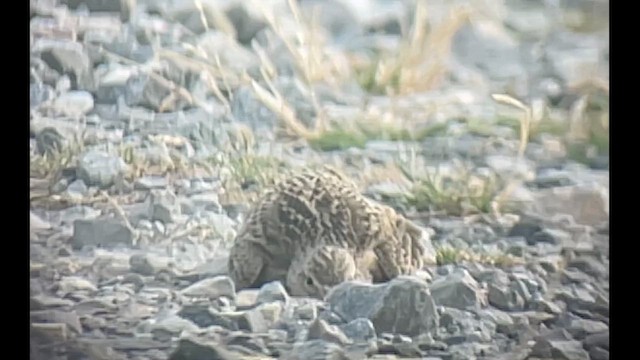 Eurasian Skylark - ML594872231