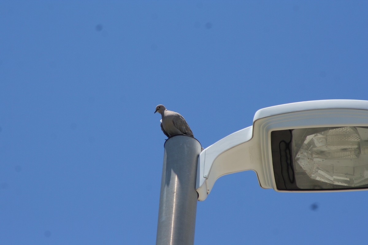 Eurasian Collared-Dove - ML59487261