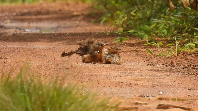 Rufous Babbler - ML594873161