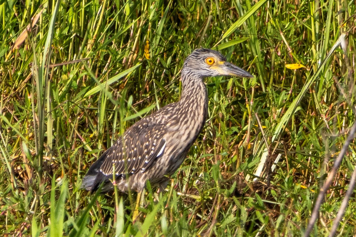 Yellow-crowned Night Heron - ML594873411