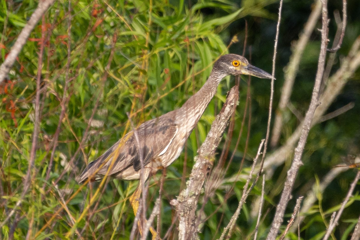 Yellow-crowned Night Heron - ML594873421