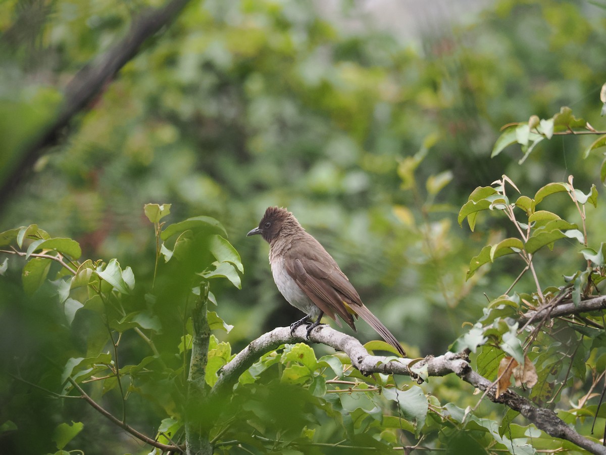 Common Bulbul - ML594873631