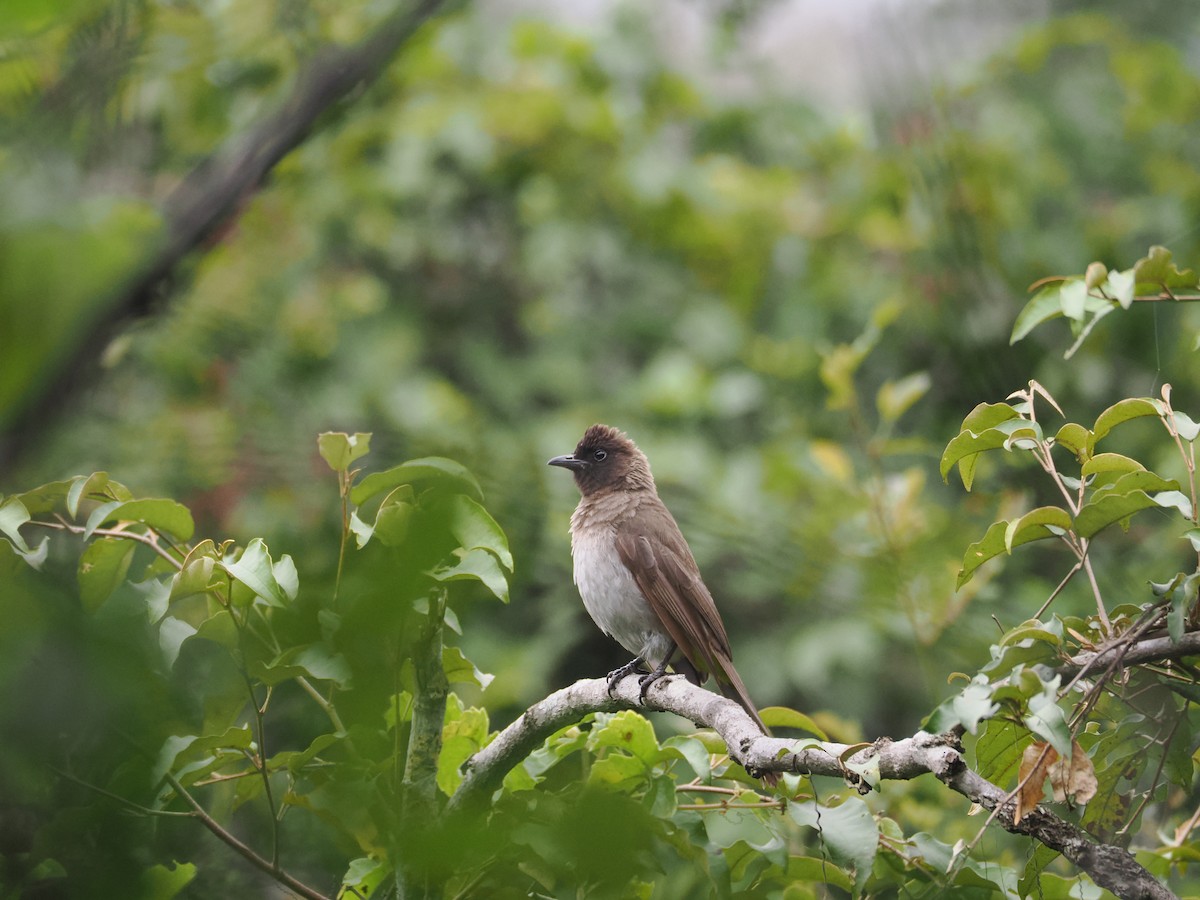 Common Bulbul - ML594873651