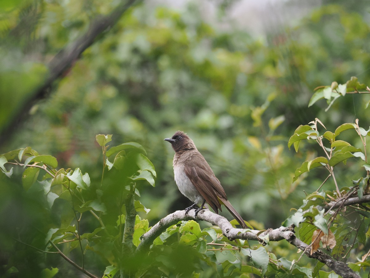 Common Bulbul - ML594873661