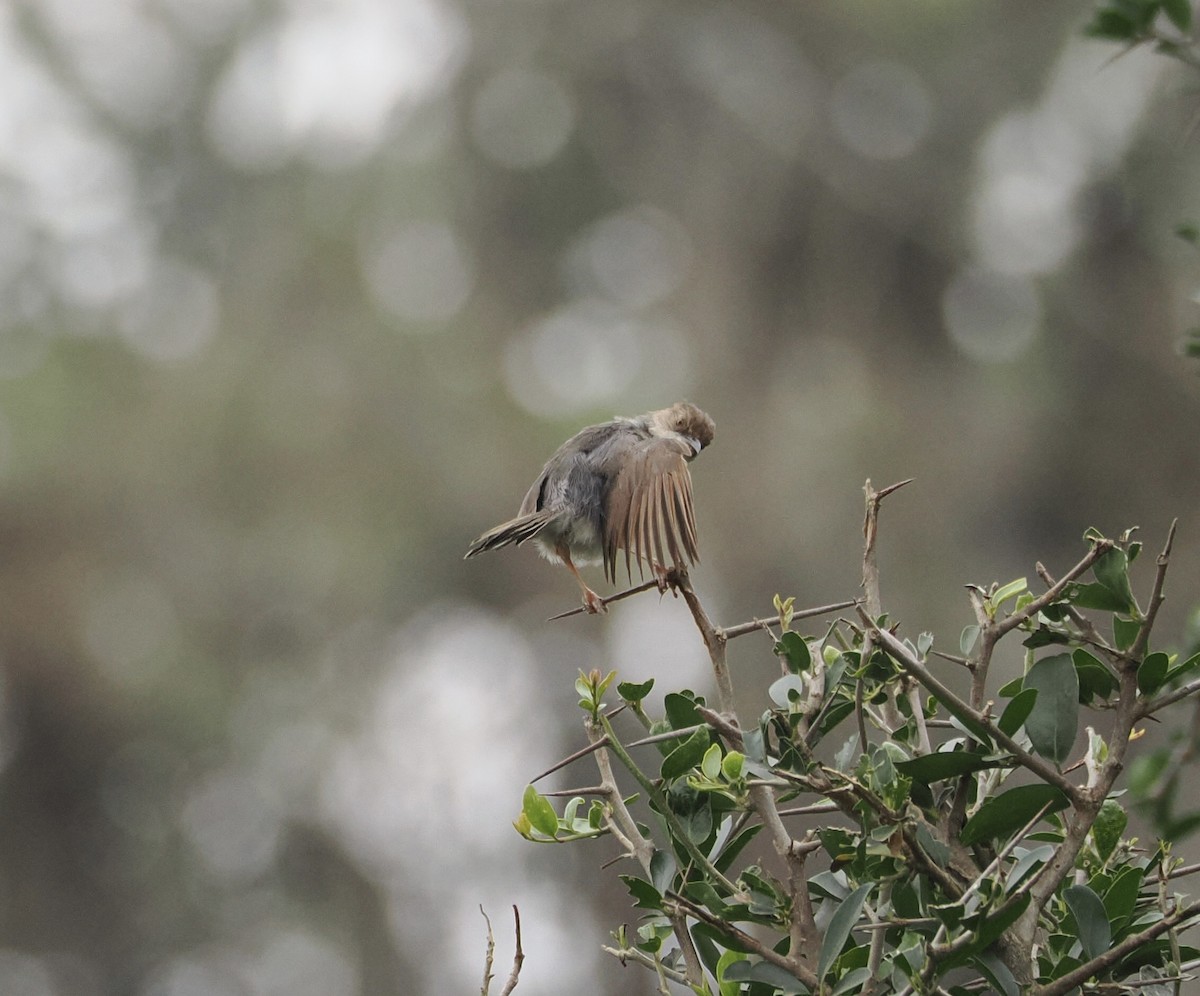 Singing Cisticola - ML594873701