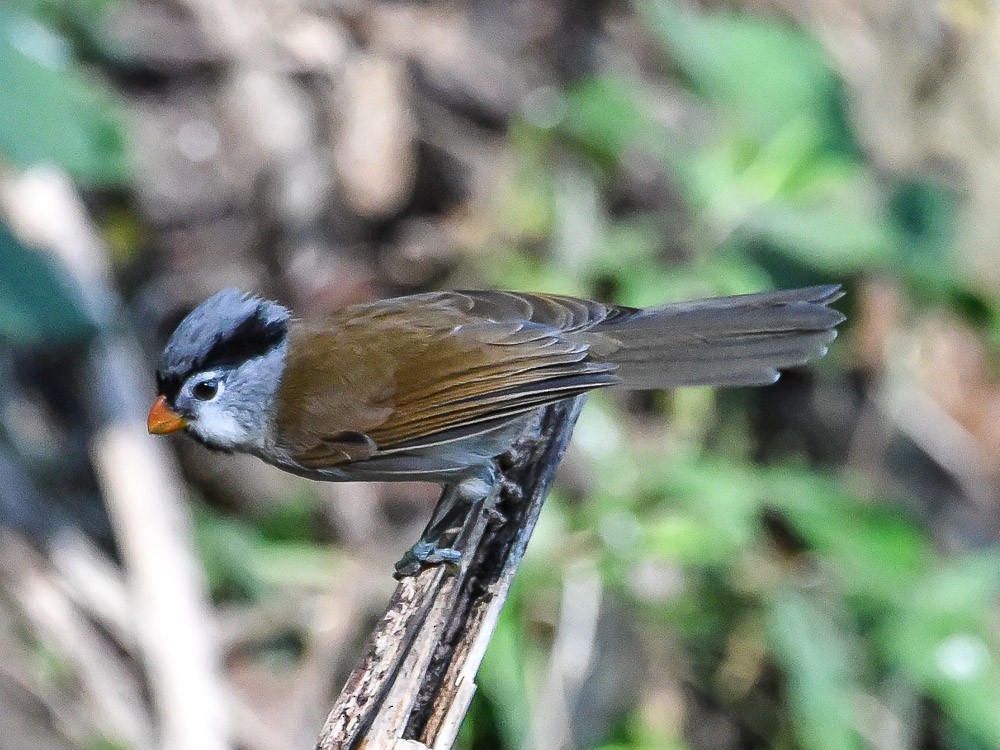 Paradoxornis à tête grise - ML594873811