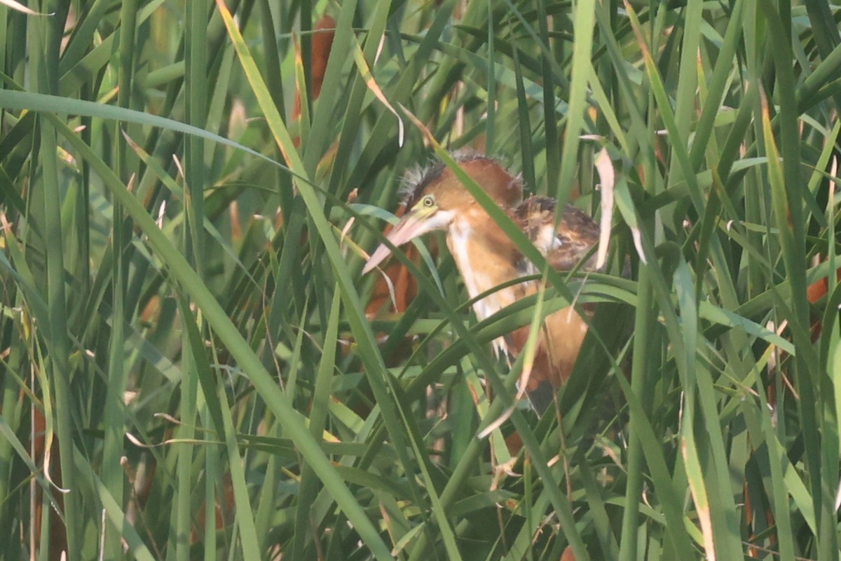 Least Bittern - Leo Weiskittel