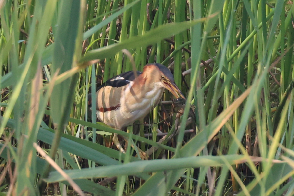 Least Bittern - Leo Weiskittel