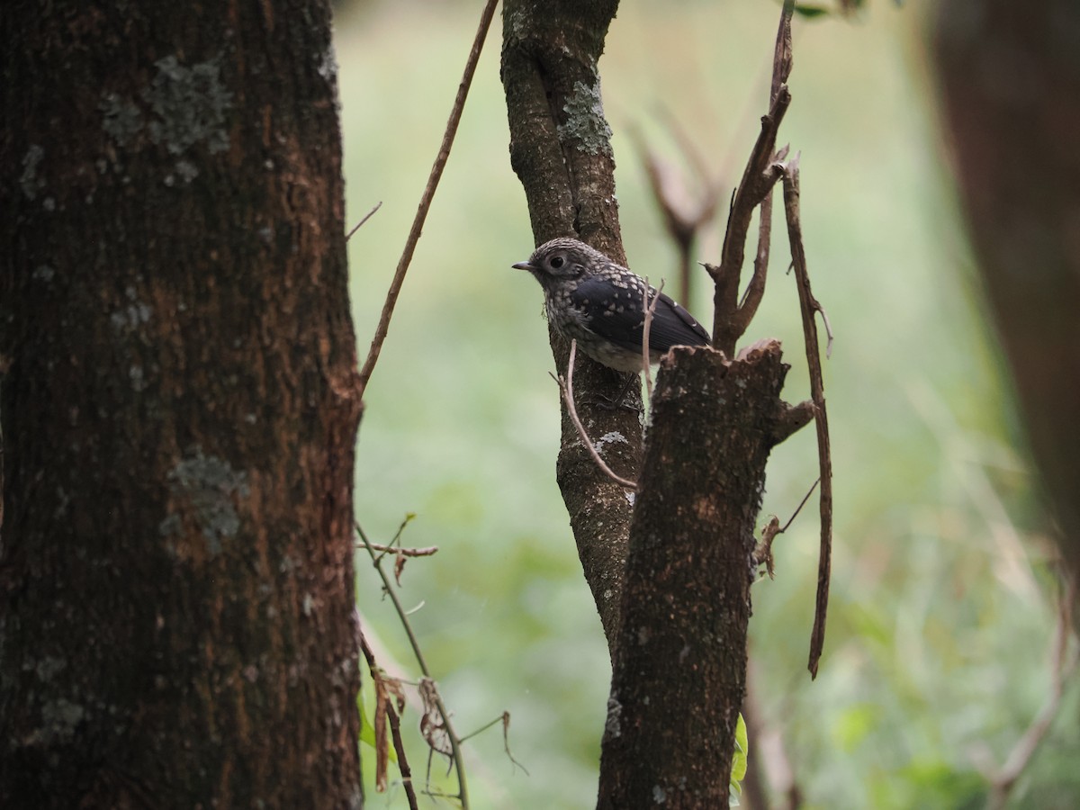 White-eyed Slaty-Flycatcher - ML594874071