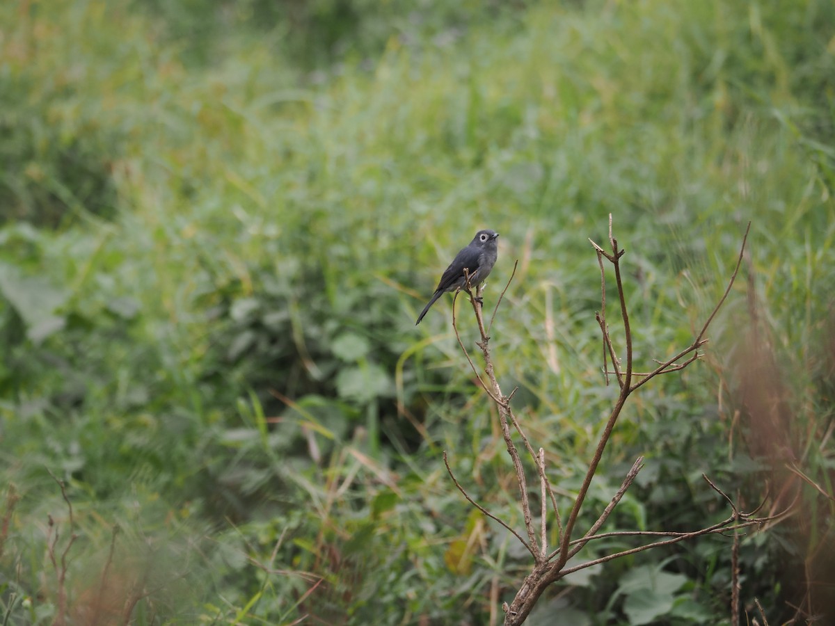 White-eyed Slaty-Flycatcher - ML594874091