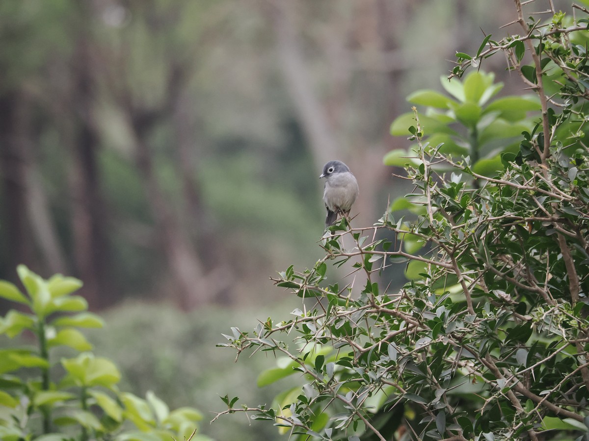 White-eyed Slaty-Flycatcher - Krish Maypole