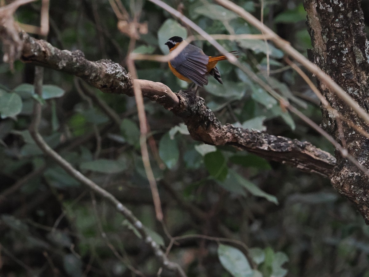 Rüppell's Robin-Chat - ML594874211