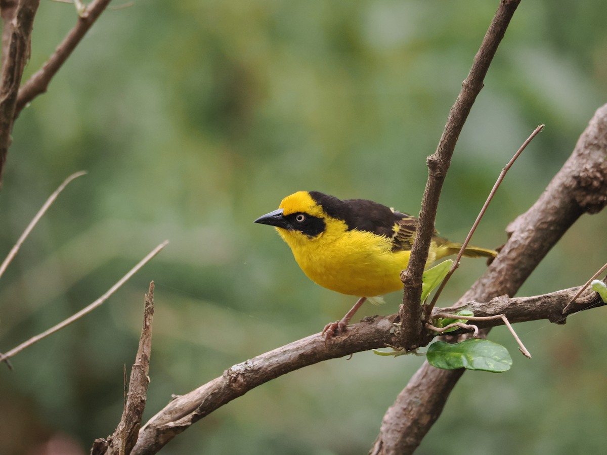 Baglafecht Weaver - ML594874371