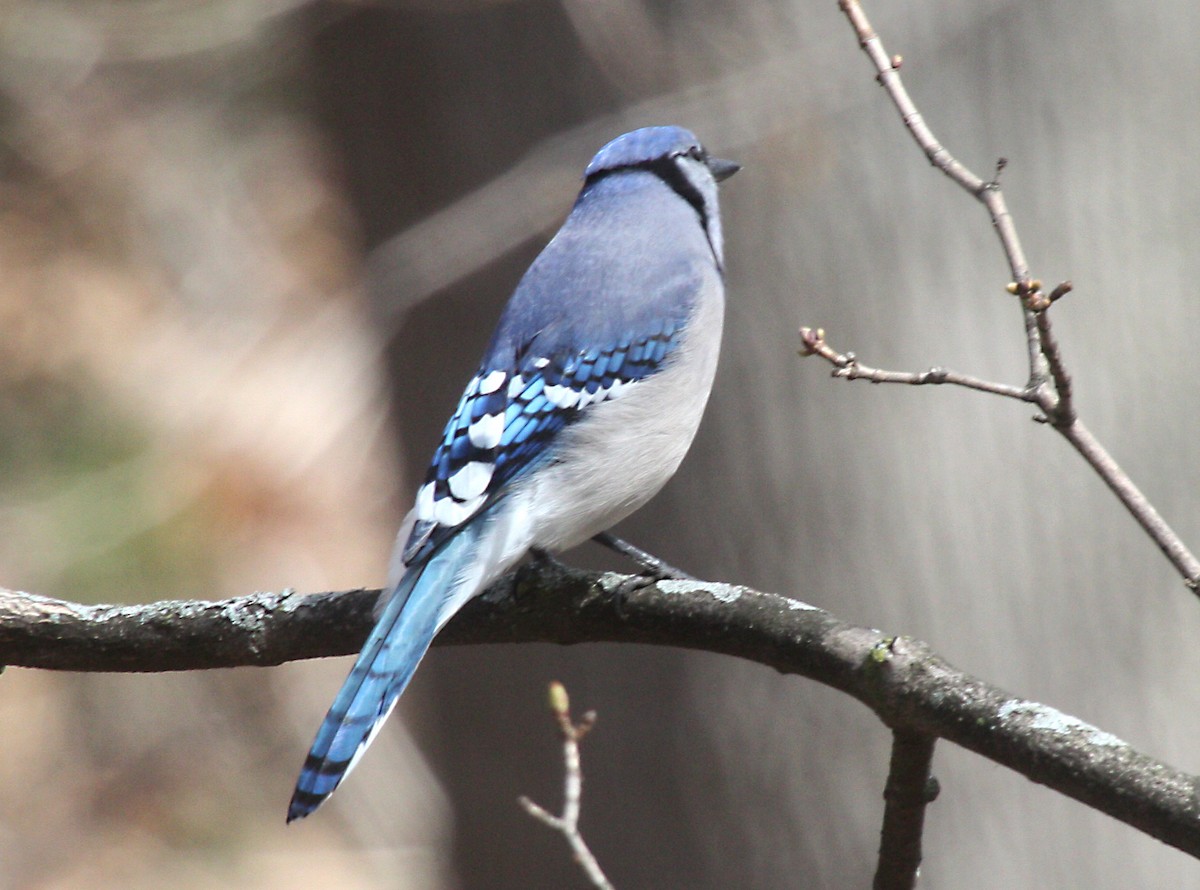 Blue Jay - ML594875601