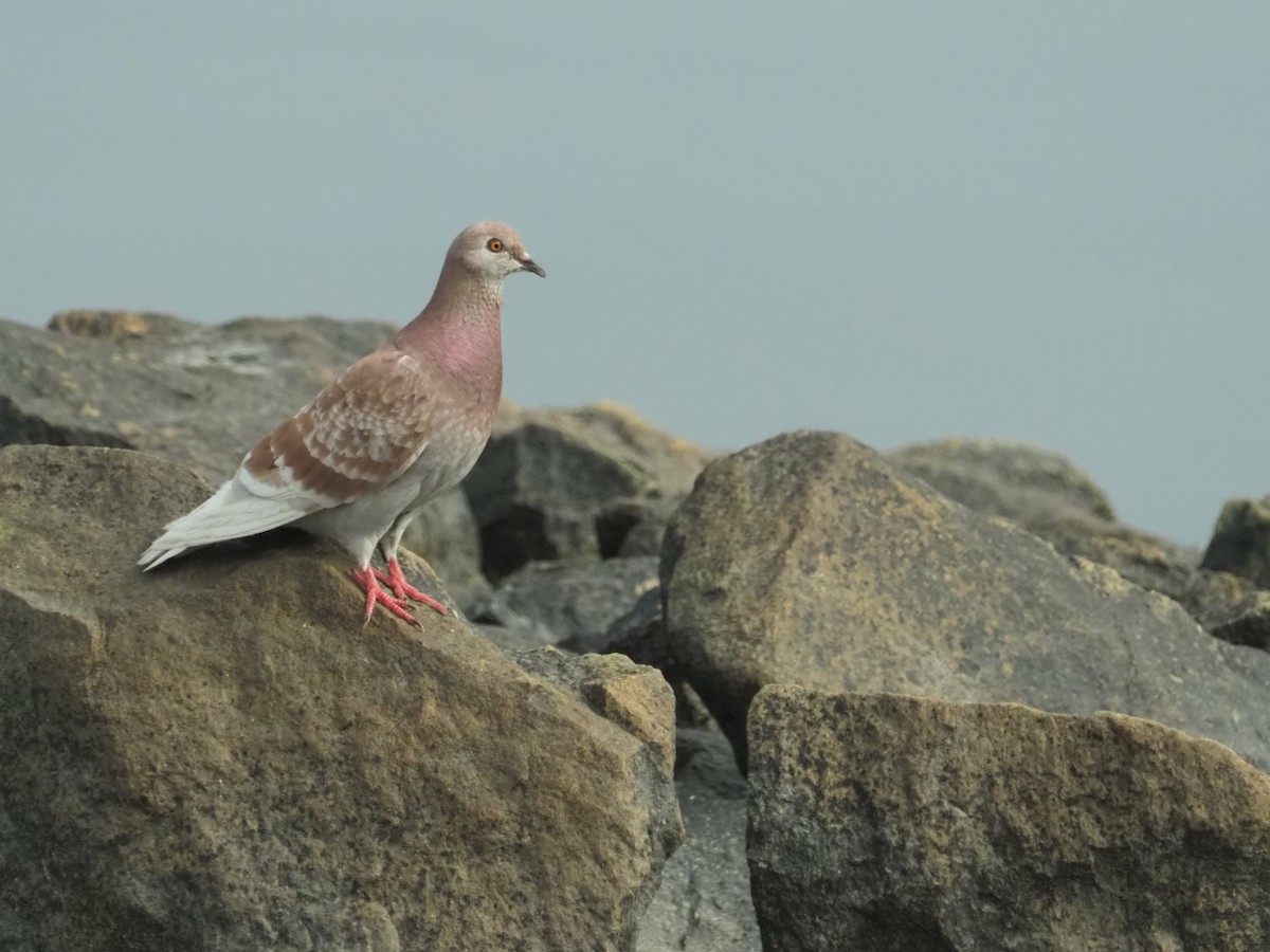 Rock Pigeon (Feral Pigeon) - ML594875641