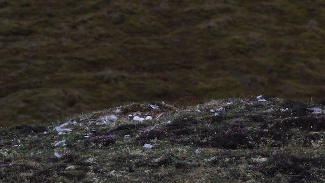 Snowy Owl - ML594876571