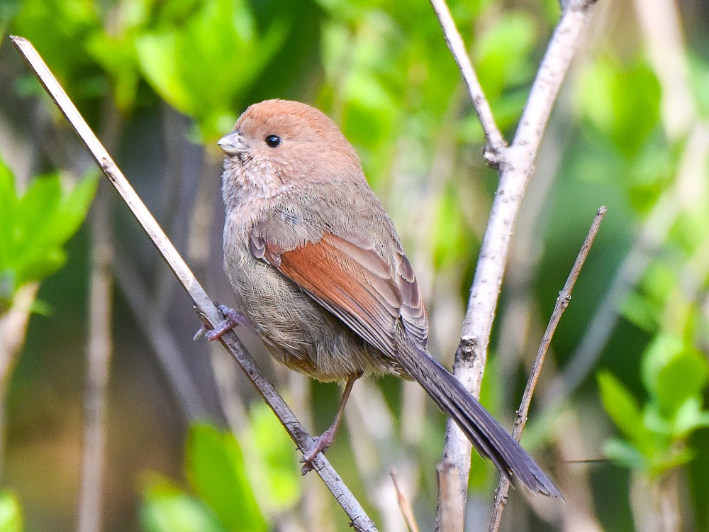 Vinous-throated Parrotbill - ML594876771