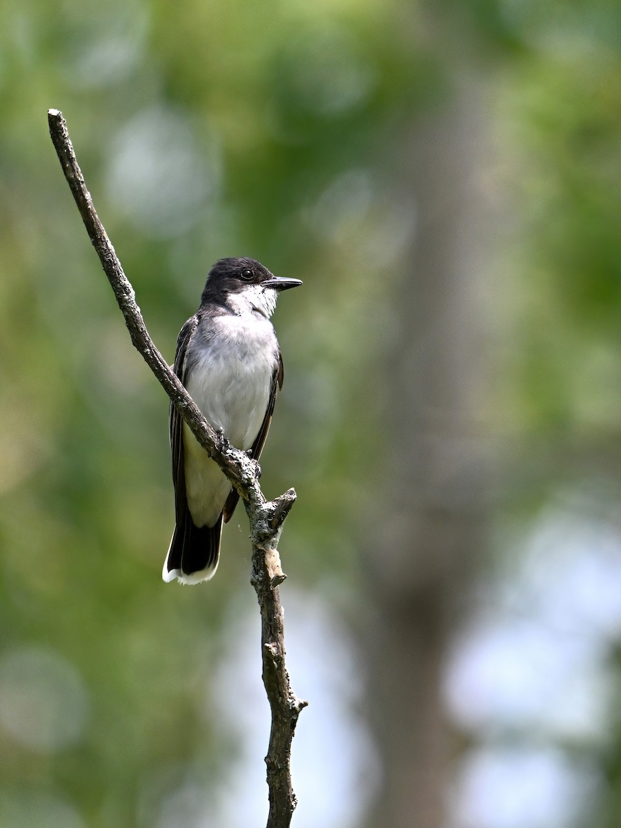 Eastern Kingbird - ML594878191