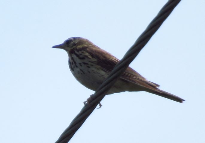 Ойн шийхнүүхэй - ML594879071