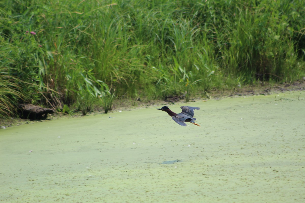 Green Heron - Daniel Edwards