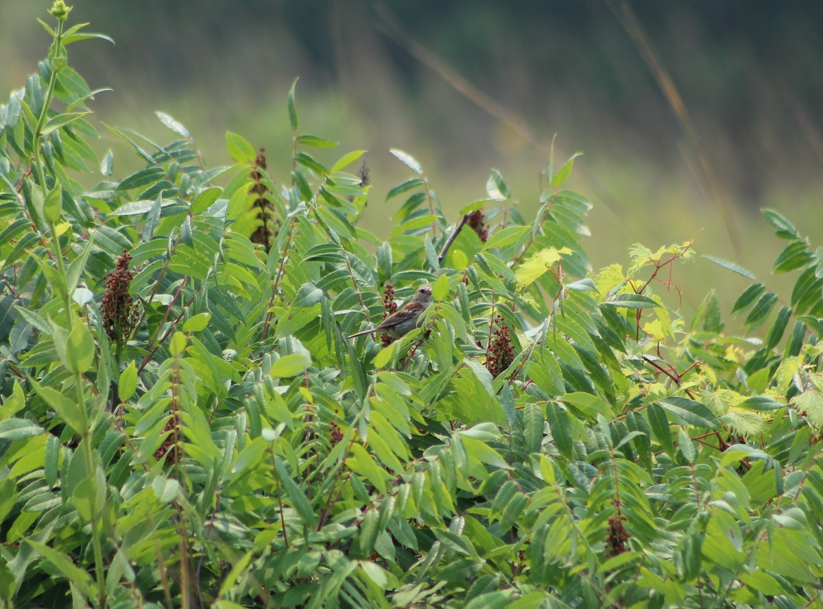 Field Sparrow - ML594879551