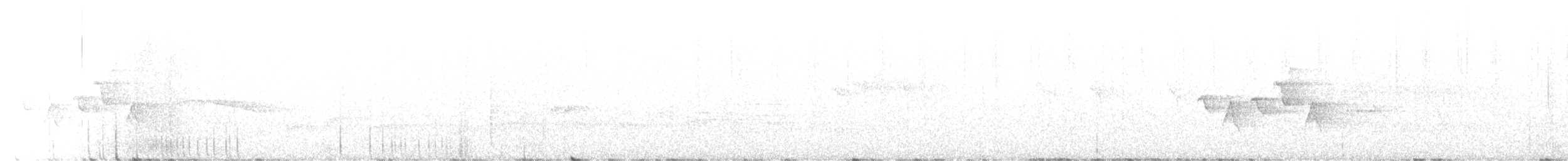 Скриточуб сичуанський - ML594879951