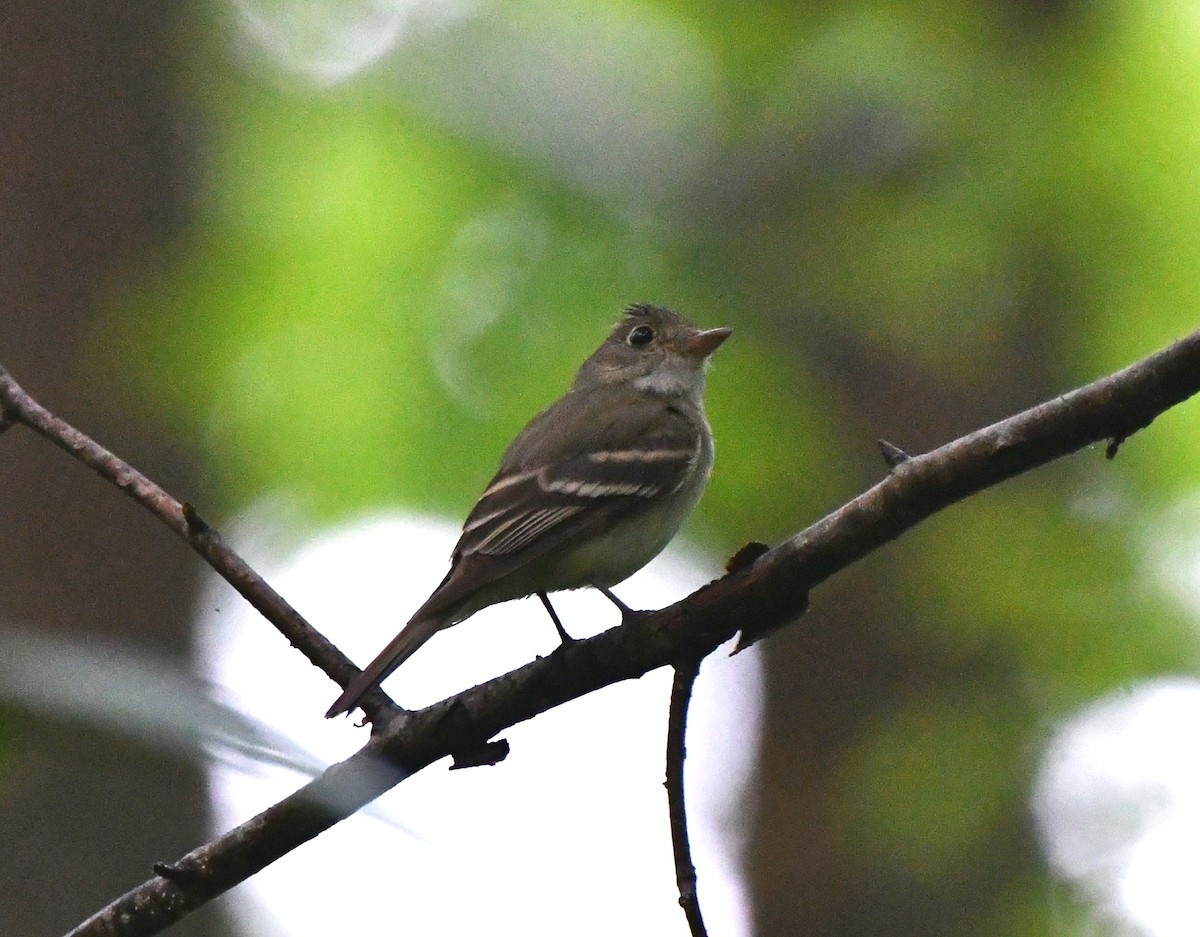 Acadian Flycatcher - ML594880451