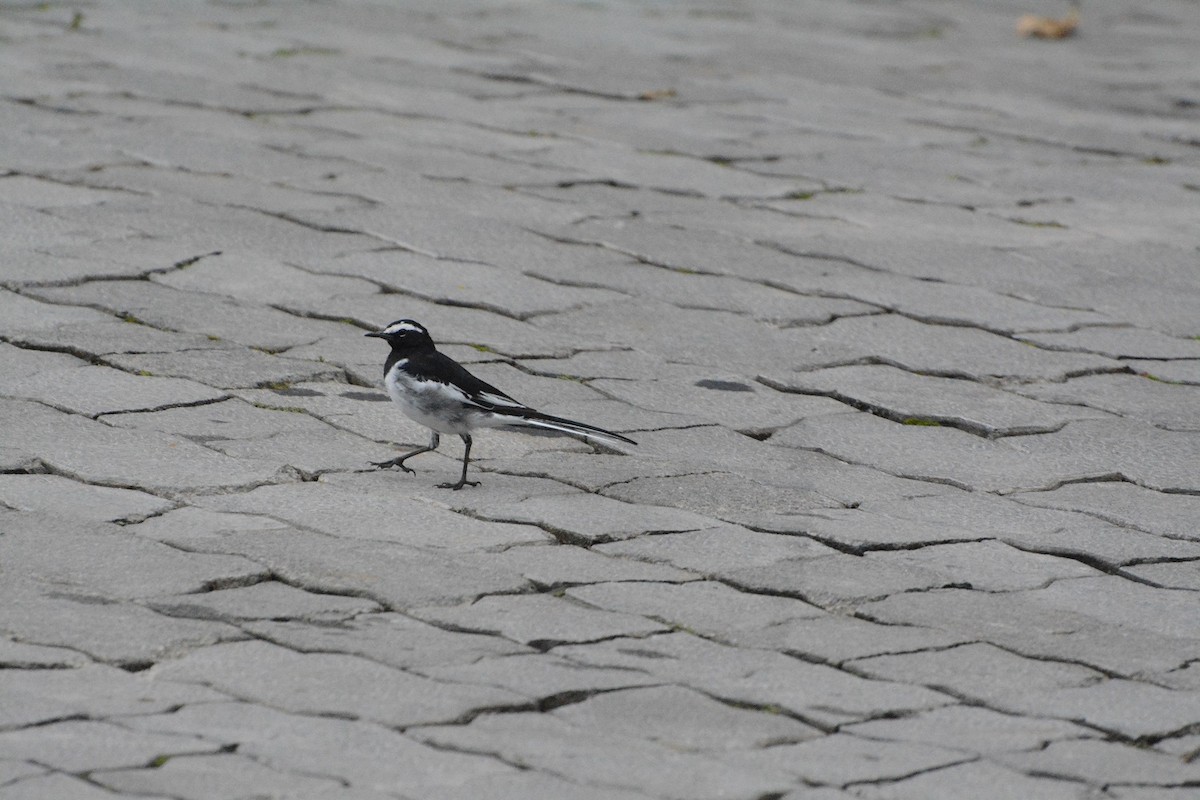 White-browed Wagtail - ML594880511