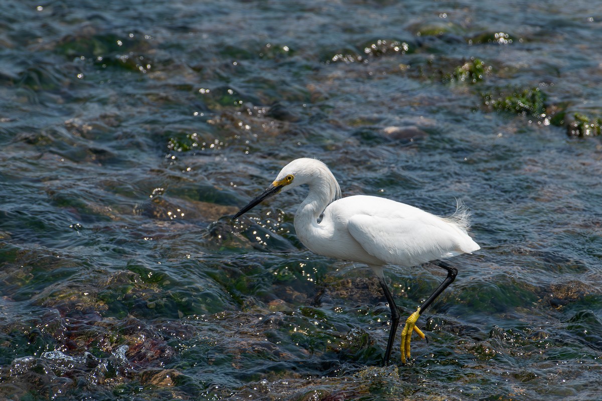 Snowy Egret - ML594881151