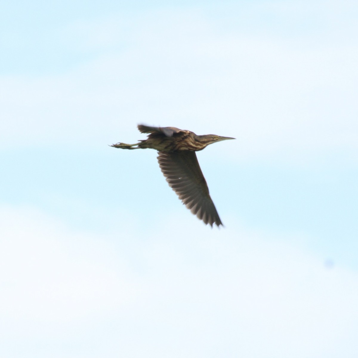 American Bittern - ML594881541