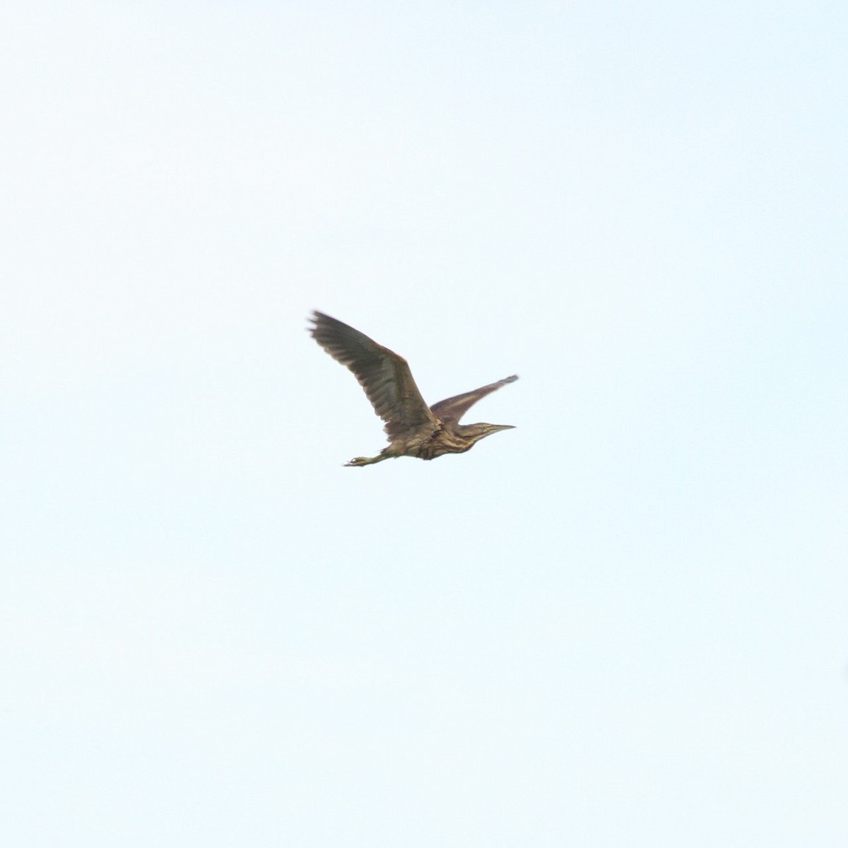 American Bittern - ML594881571