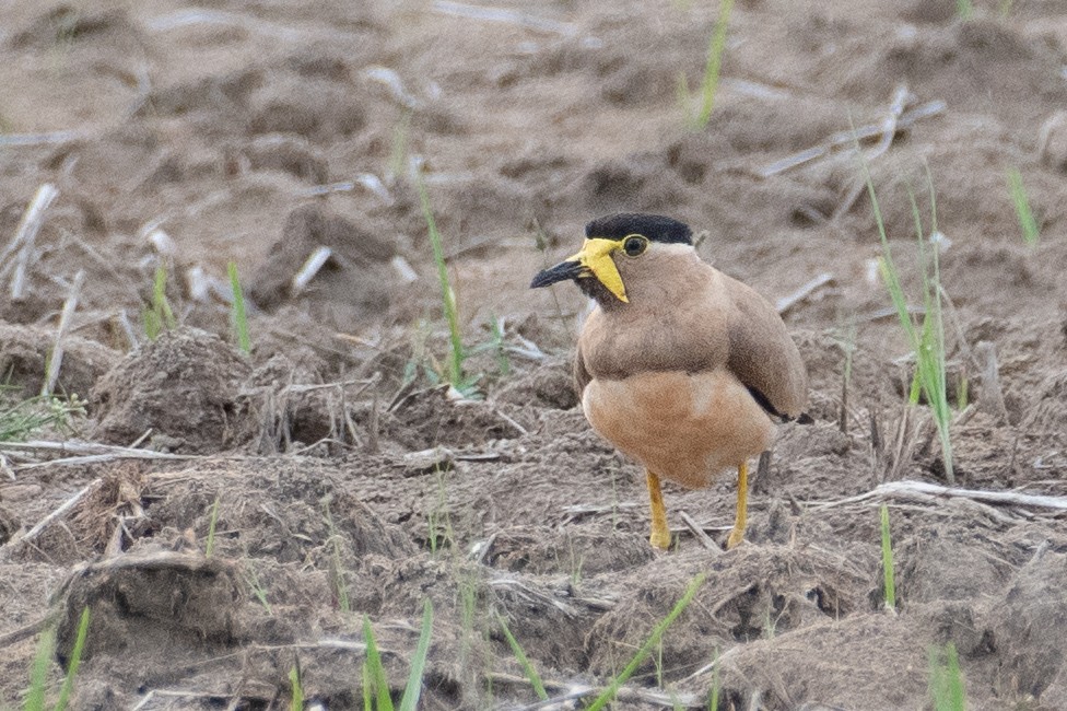 Yellow-wattled Lapwing - ML594881971
