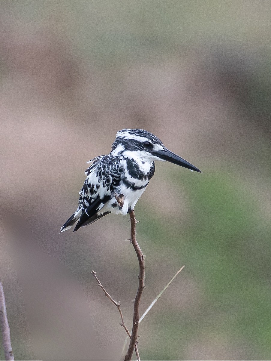 Pied Kingfisher - ML594882111