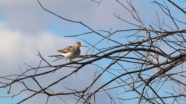 Terek Sandpiper - ML594882211