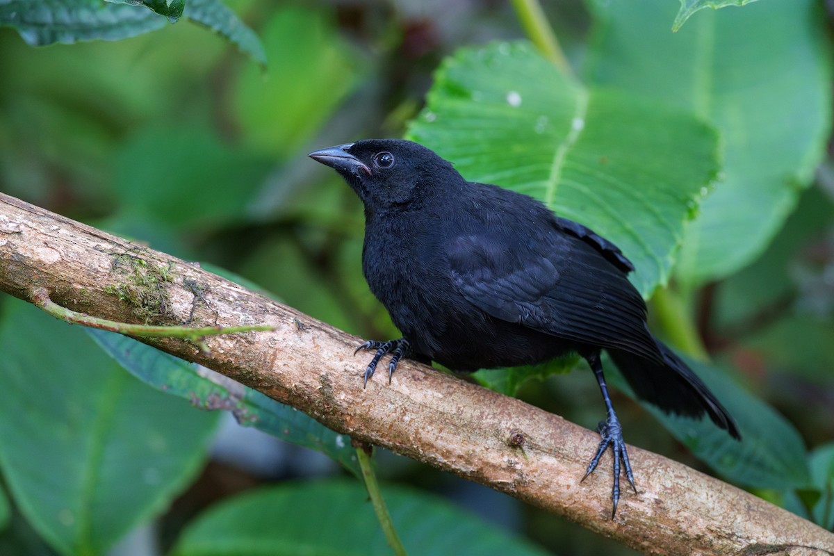 Scrub Blackbird - ML594882251