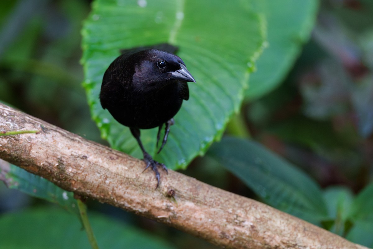 Scrub Blackbird - ML594882261