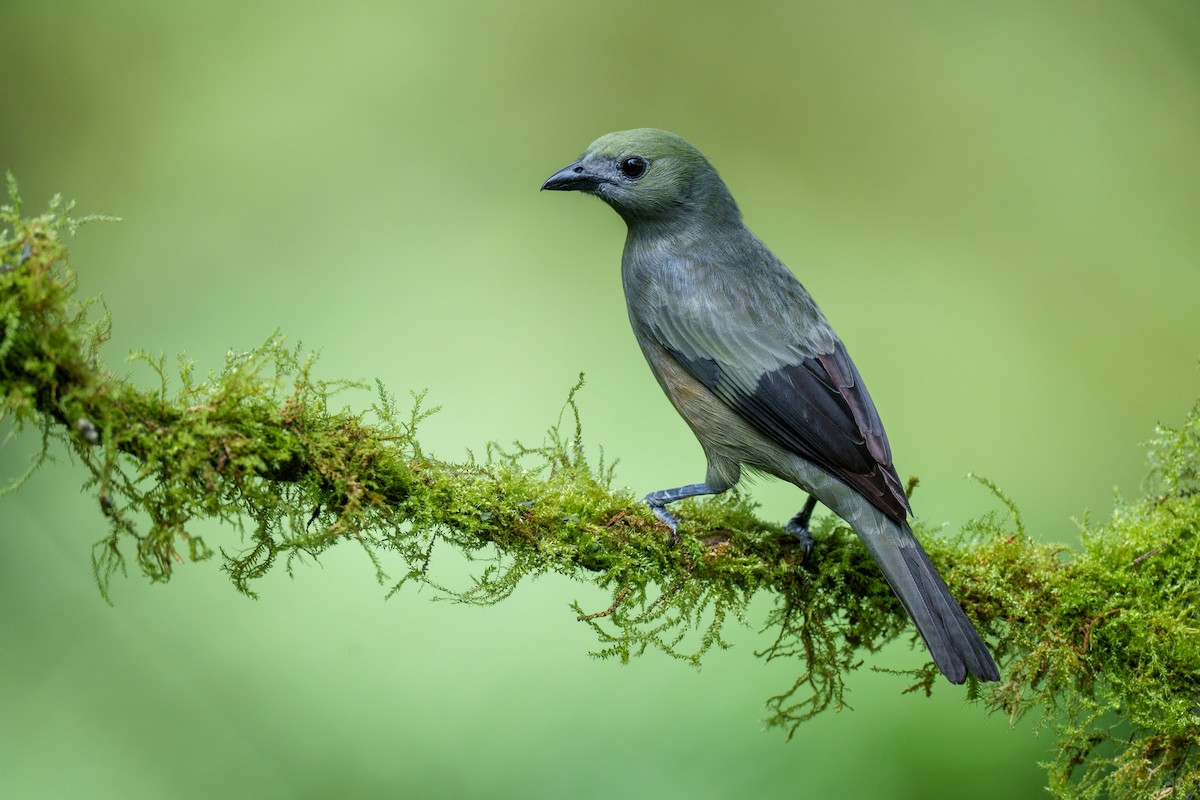 Palm Tanager - Jeff Hapeman