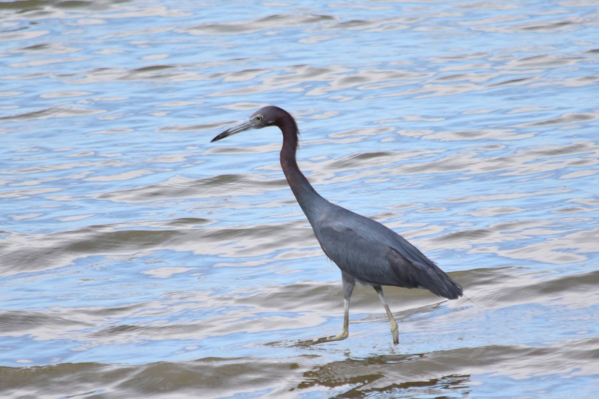 Little Blue Heron - ML594882791