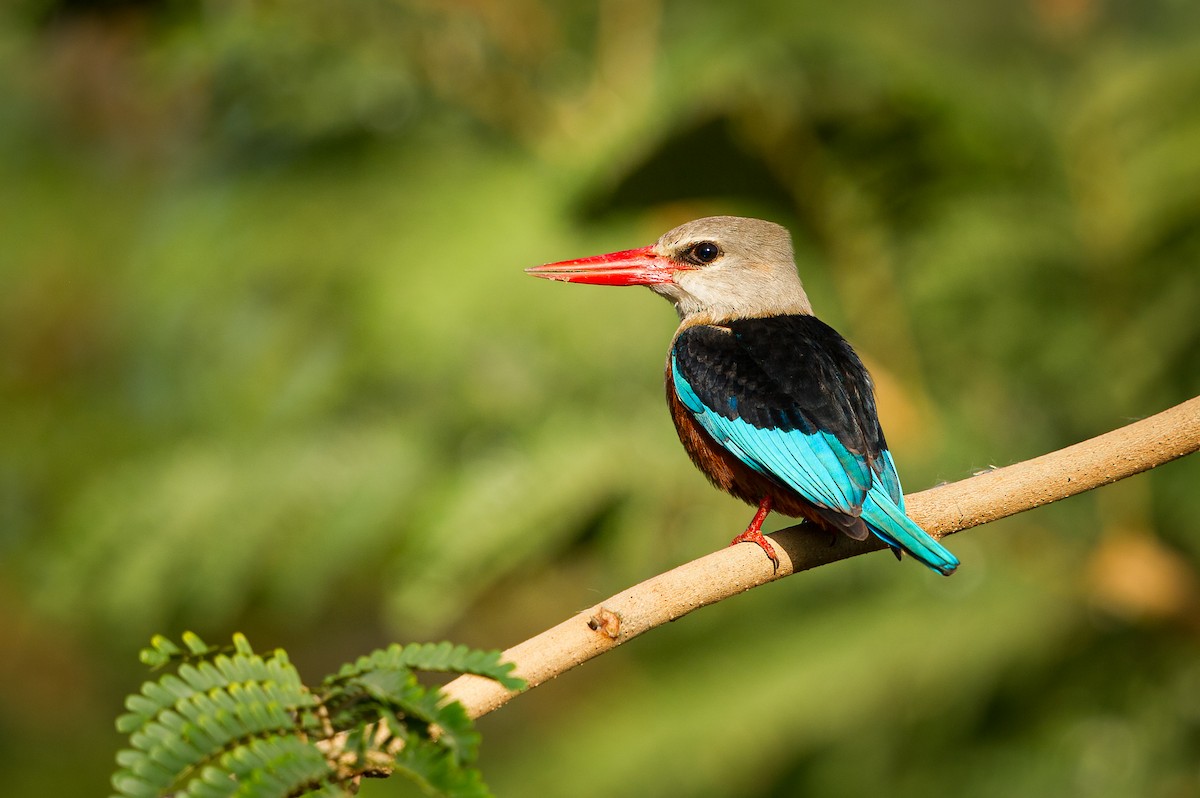 Gray-headed Kingfisher - ML594883321