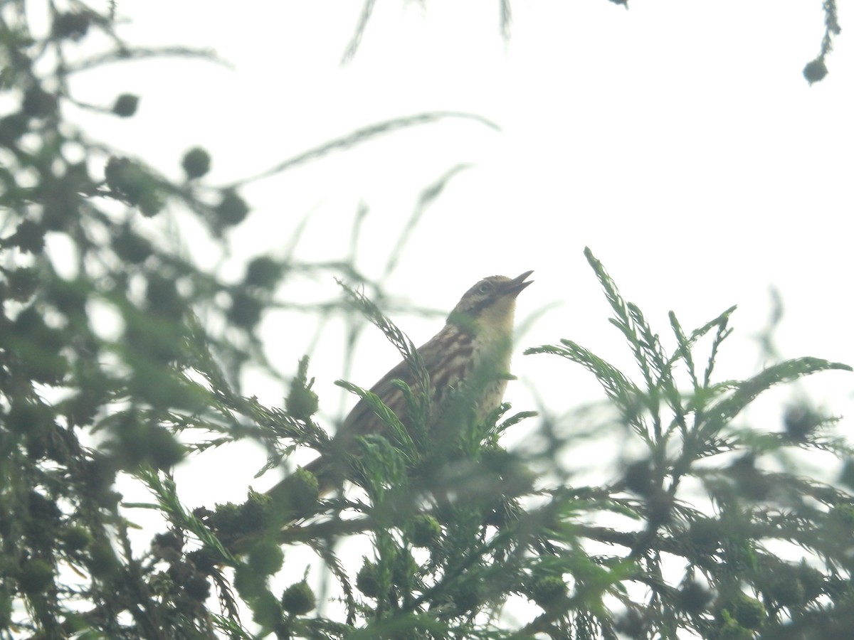 Chinese Babax - Yuhao Sun