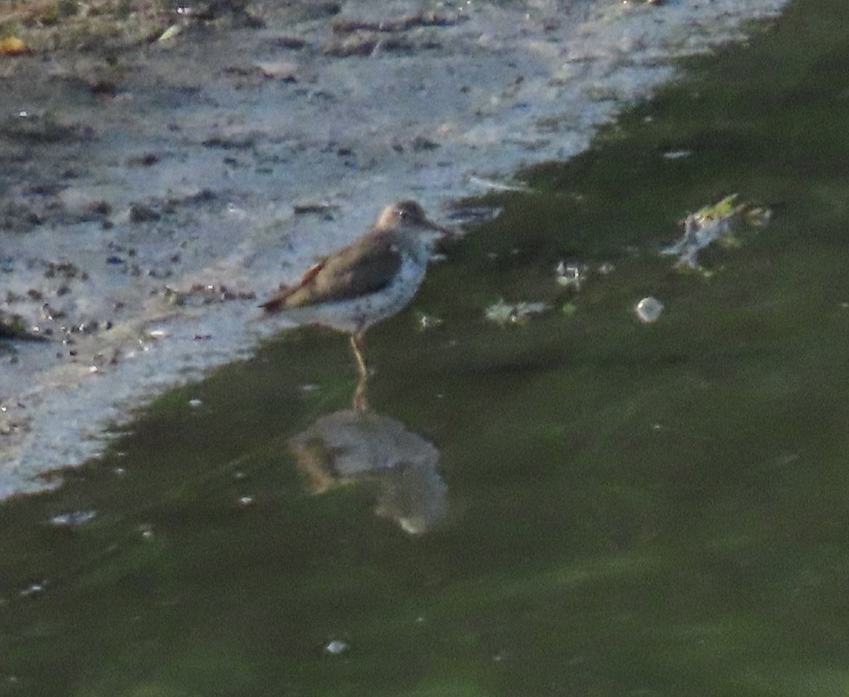 Spotted Sandpiper - Lynn Hartmann