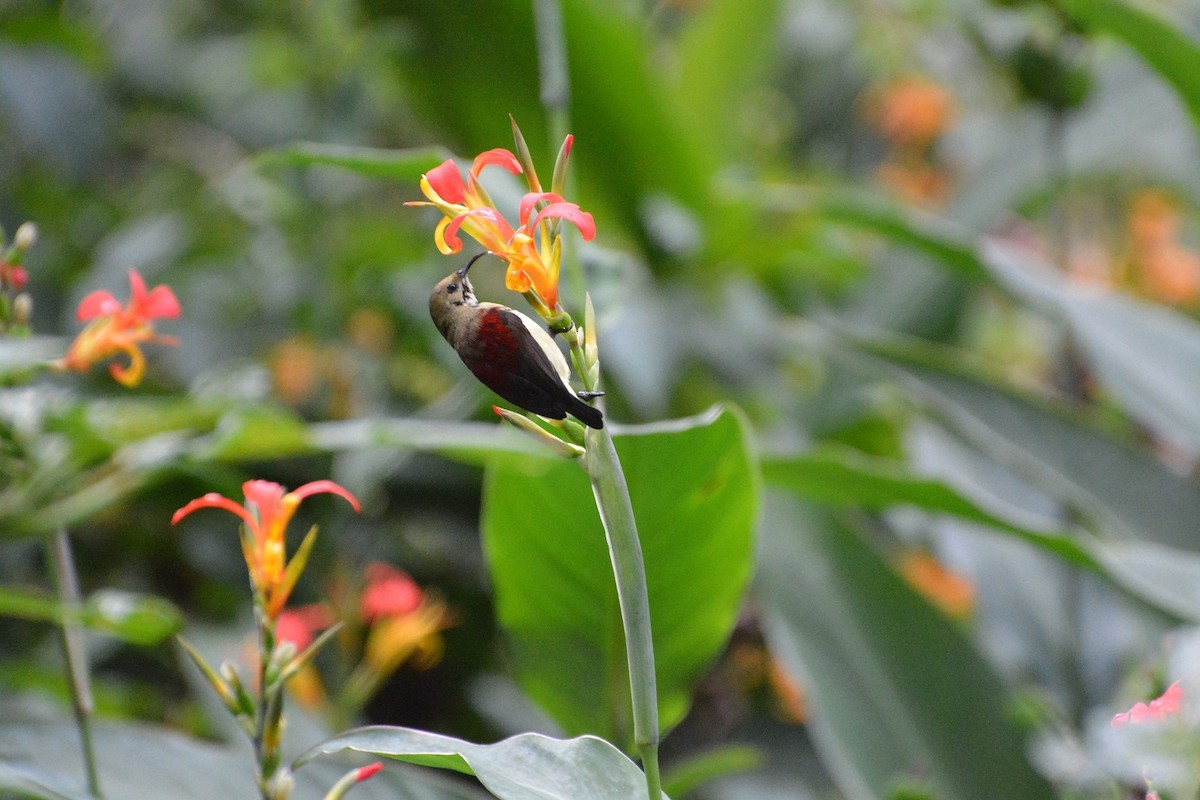 Crimson-backed Sunbird - ML594885481