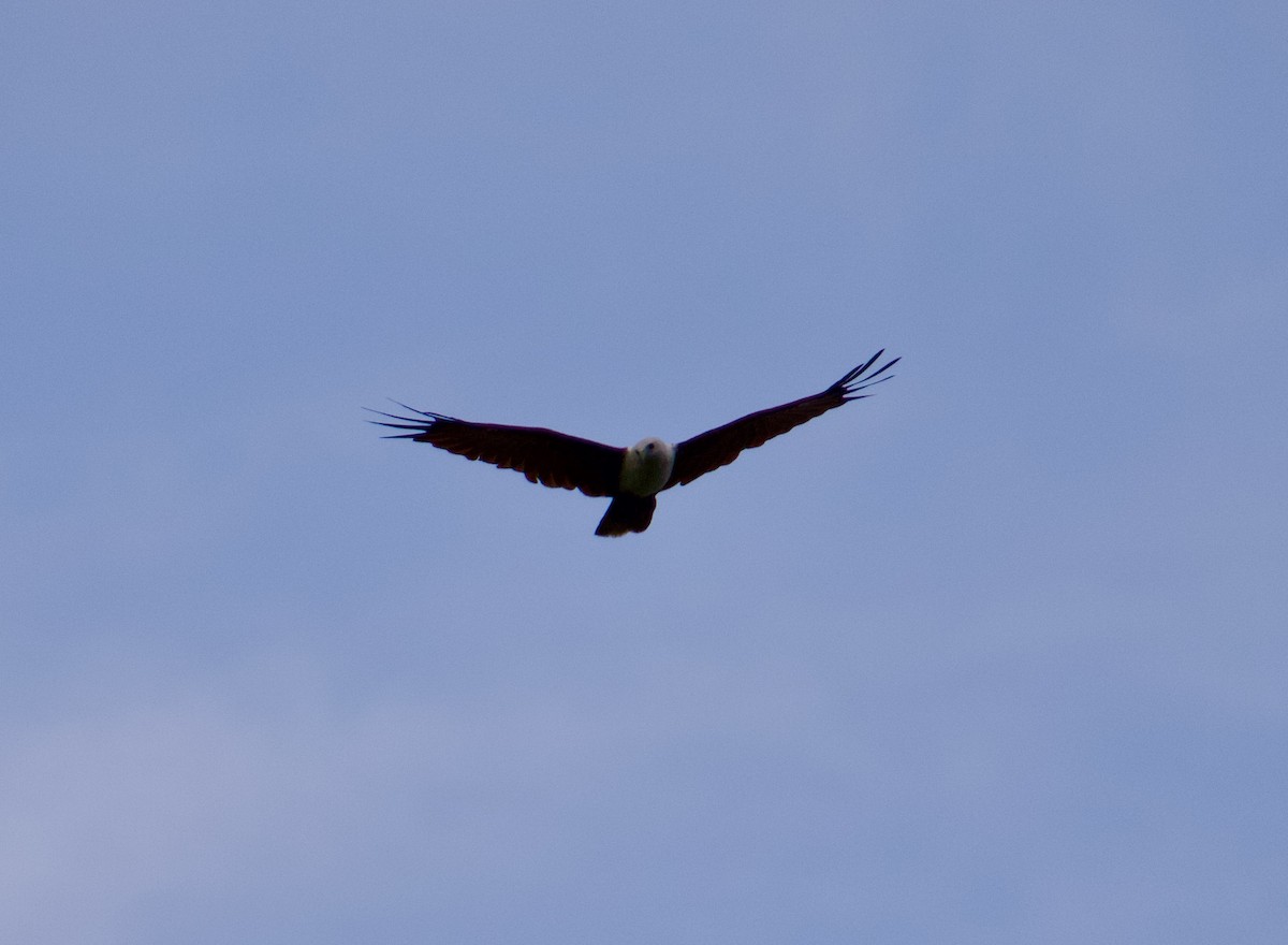 White-bellied Sea-Eagle - ML594886061