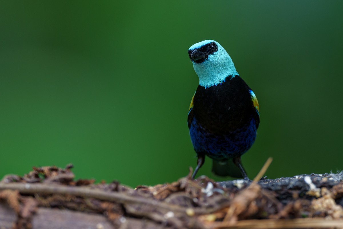 Blue-necked Tanager - ML594886121