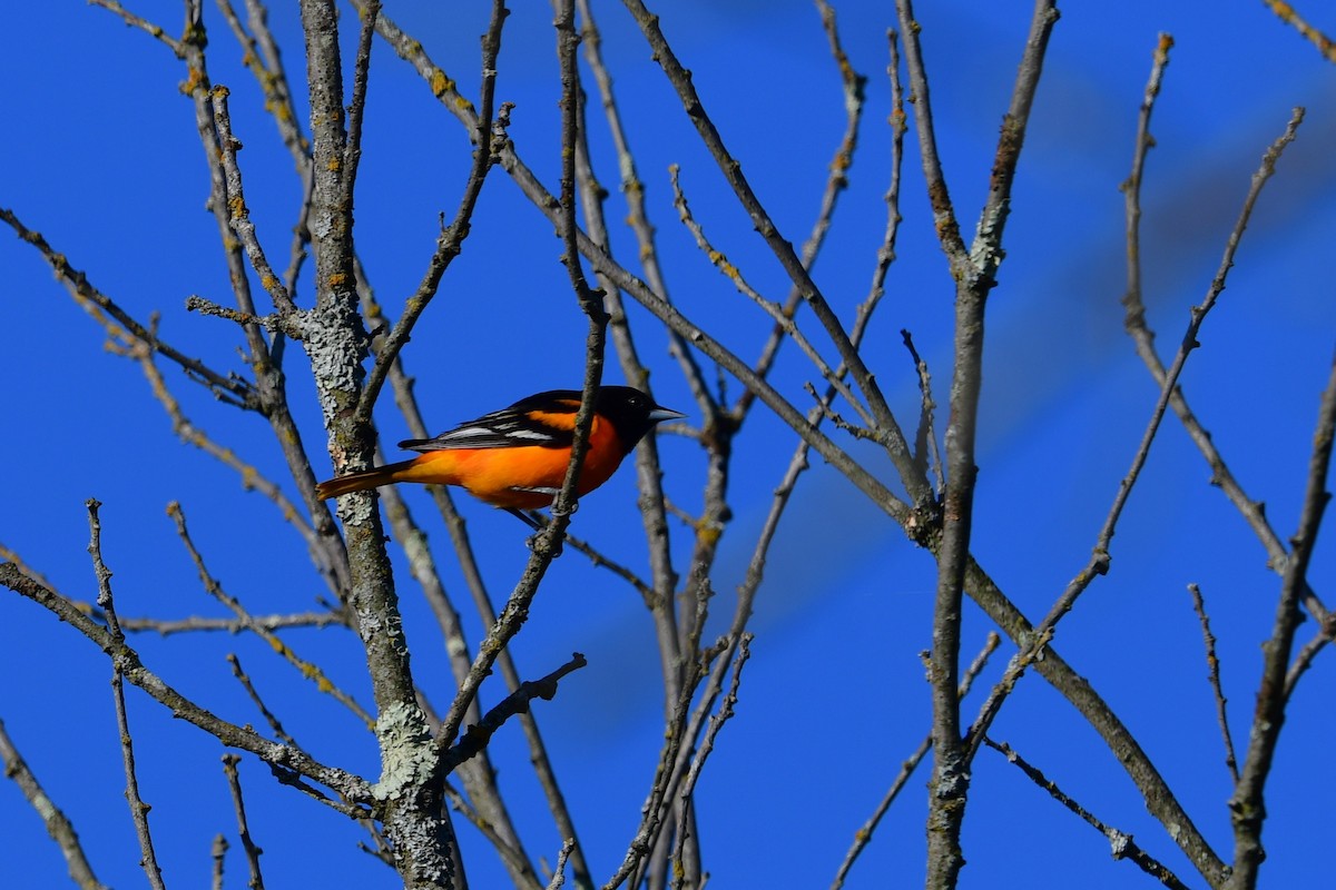 Baltimore Oriole - ML594886321