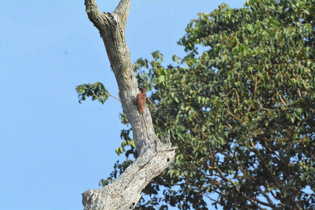 Rufous Woodpecker - Evan Mistur