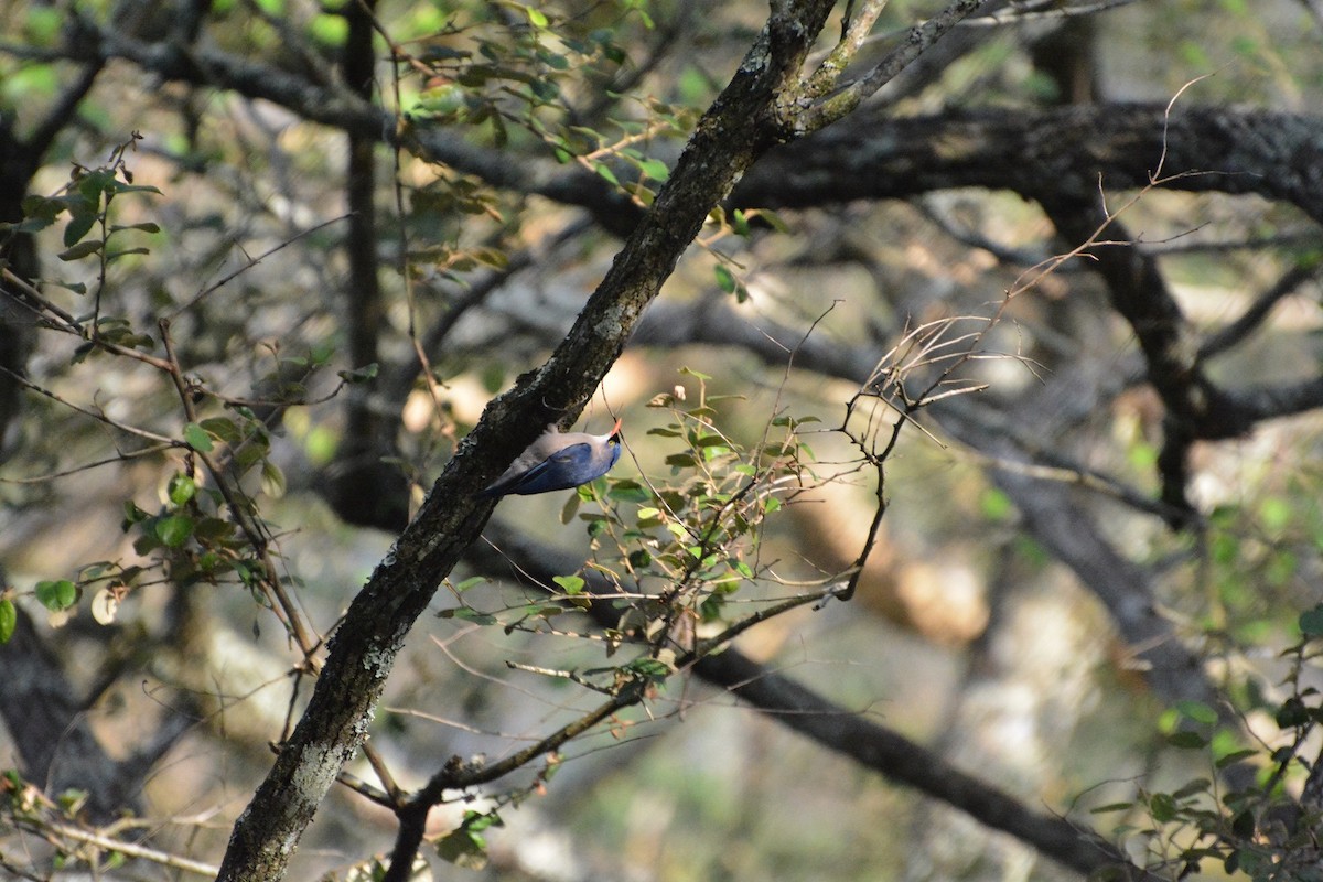 Velvet-fronted Nuthatch - ML594886771