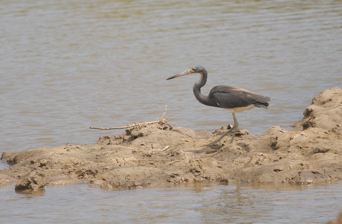 Tricolored Heron - ML594887101